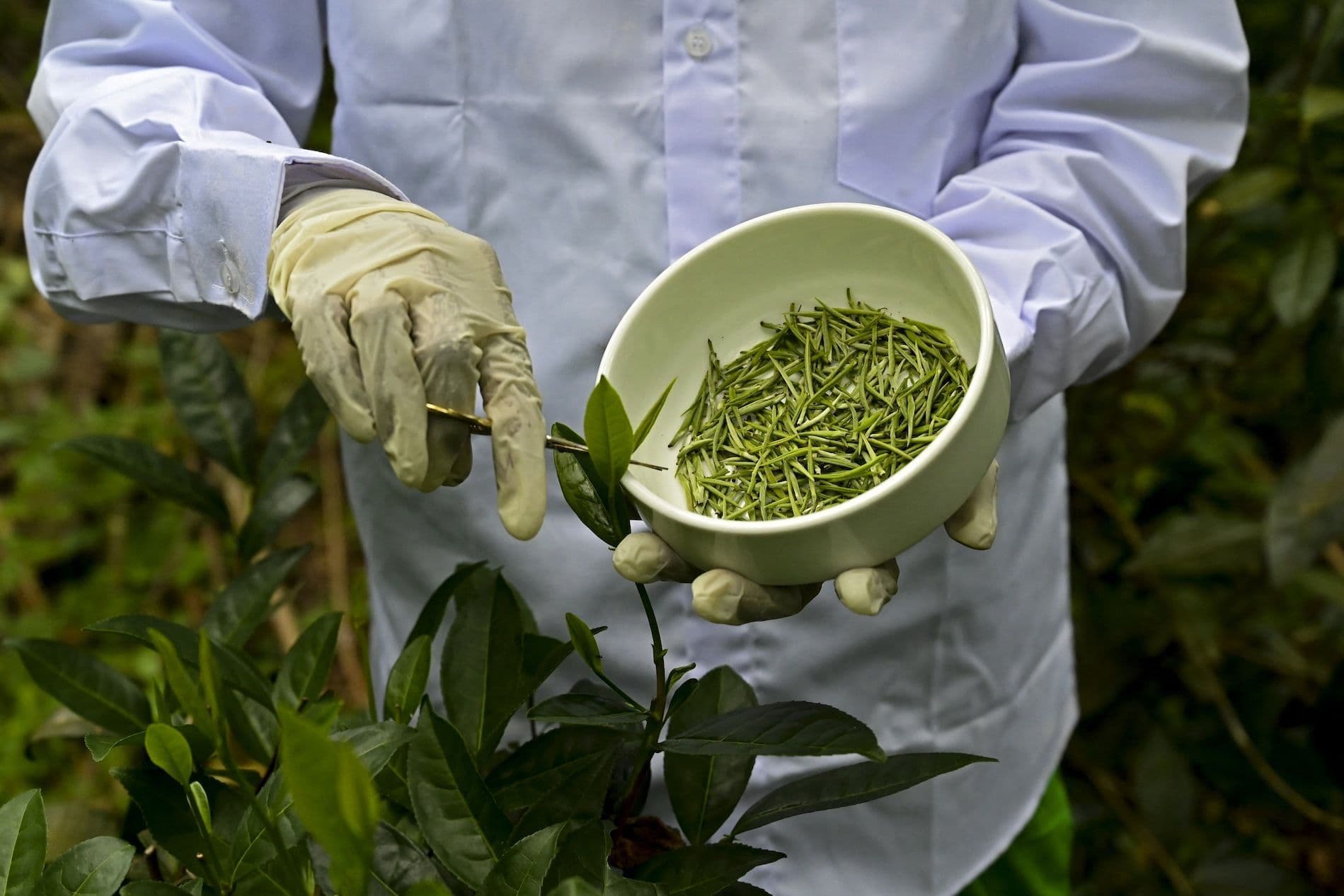 Ahangama’s Virgin White Tea The Handunugoda Estate