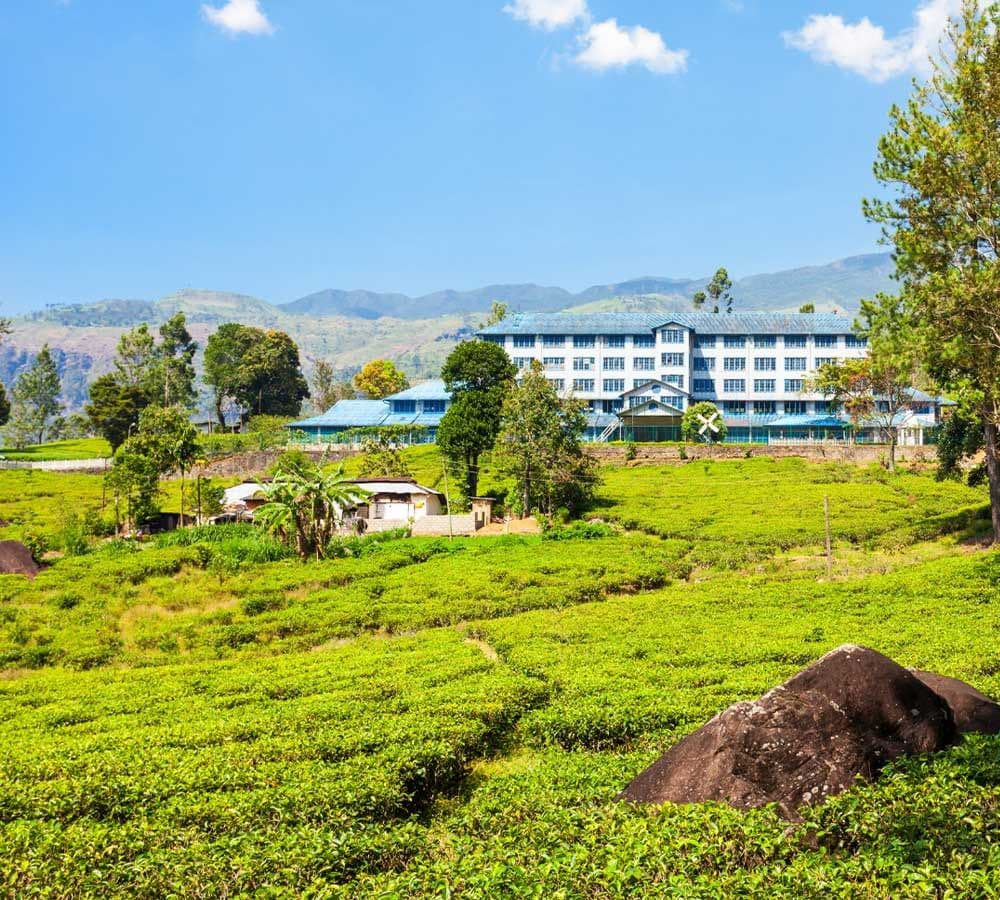 Handunugoda Tea Estate, The Virgin Brew