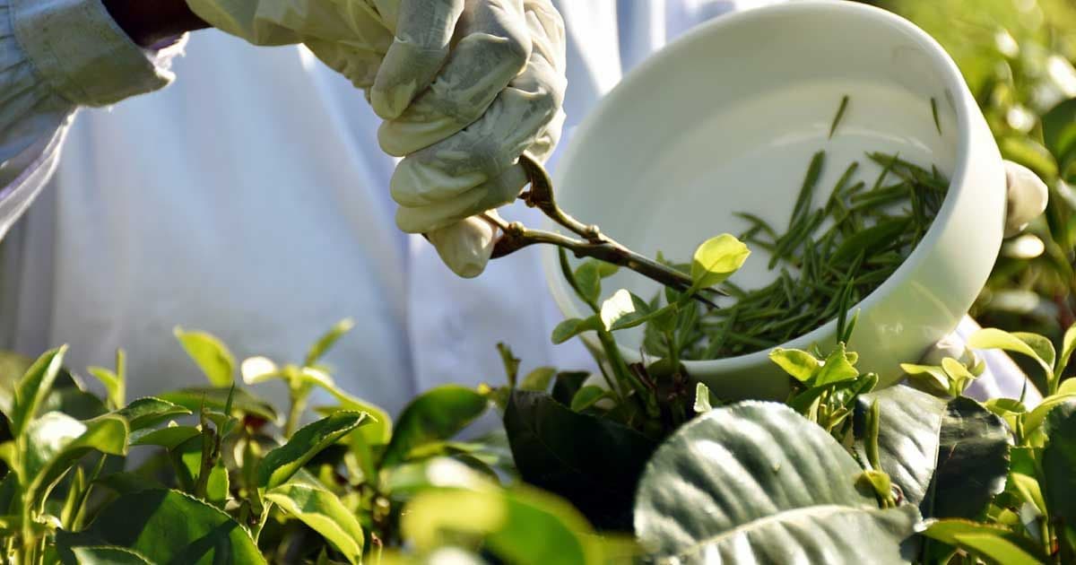 Handunugoda Tea Estate: The Virgin White Tea Factory